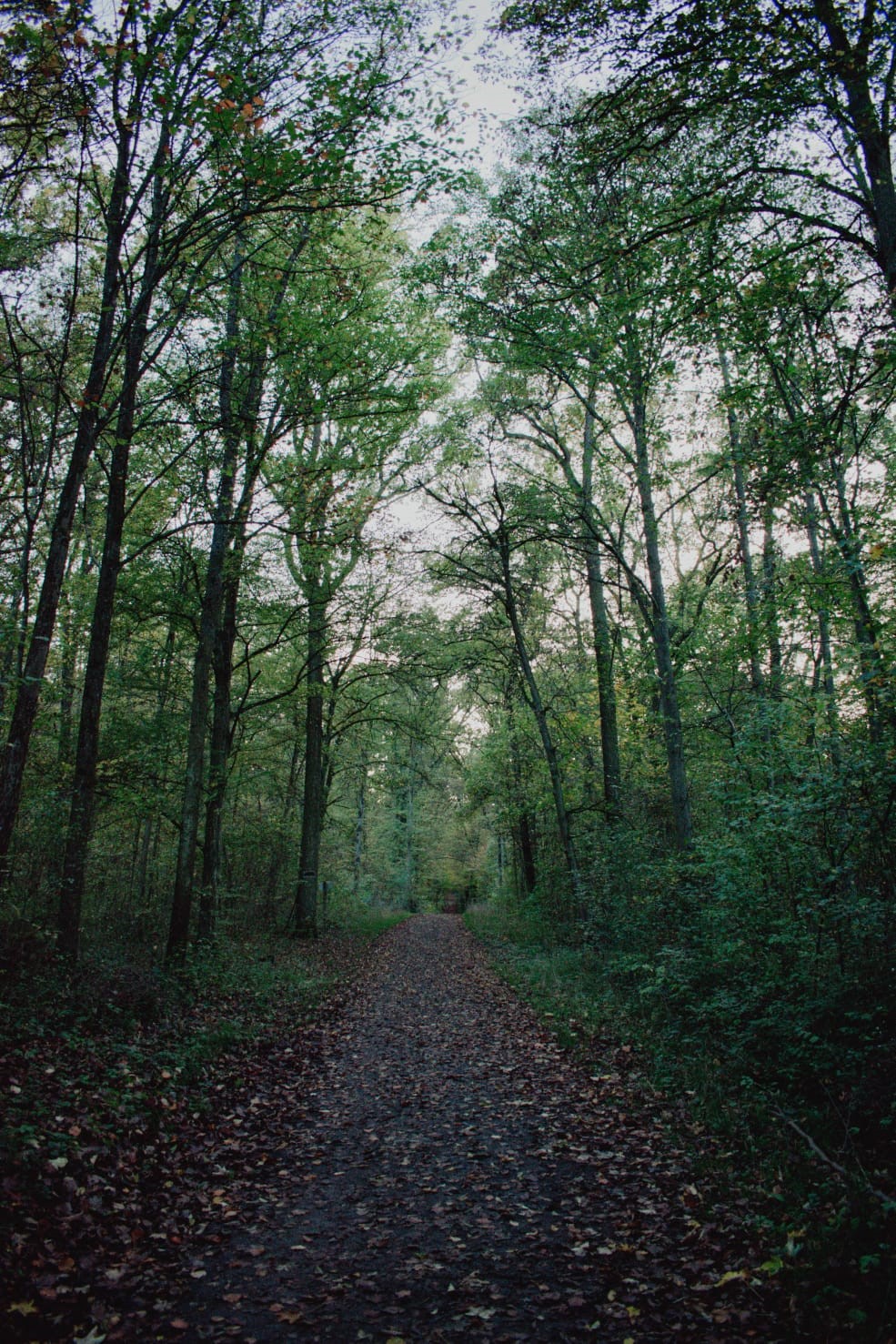 WaldFrieden